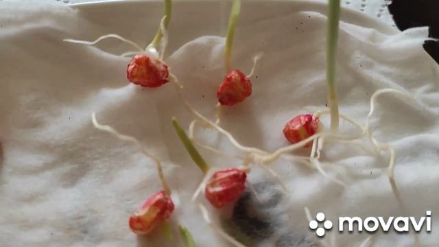 Поможем взойти гороху. Проращивание гороха и кукурузы для раннего урожая