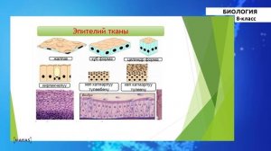 8 класс - КГ - Биология -№3 - Клетканын физиологиясы, ткандардын түрлөрү, органдар системалары