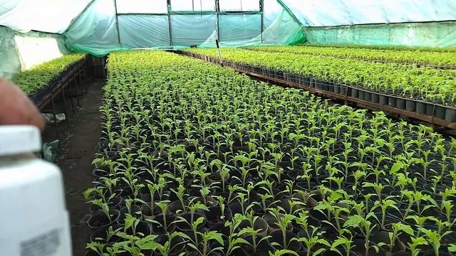 [ВНЕСЕНИЕ ХЕЛАТА ЖЕЛЕЗА]В РАССАДЕ ТОМАТА смотреть онлайн