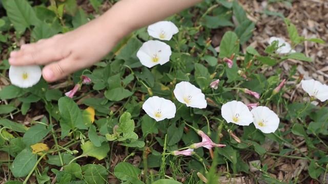 Какие ягоды растут в нашем саду смотреть онлайн