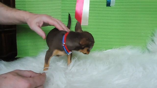 #ПРОДАЮЧИХУА  МАРИ МИСТИК ШАНЕЛЬ 3 МЕСЯЦА#КУПЛЮЧИХУАПРОДАЮЩЕНКА#МАРИМИСТИКПИТОМНИКРКФ#КОББИТИПЧИХУА смотреть онлайн