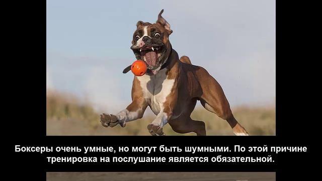 Породы собак|Собаки породы|Немецкий боксер