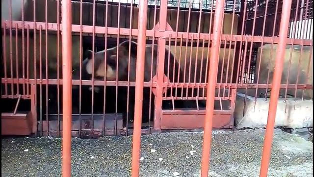 #Зоопарк - Таганрог - парк им.Горького #День защиты детей 1 июня 2017 года смотреть онлайн