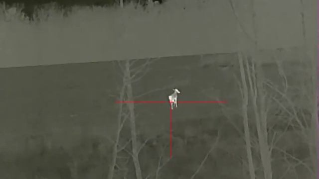 Rico RL42 самка оленя 220м смотреть онлайн