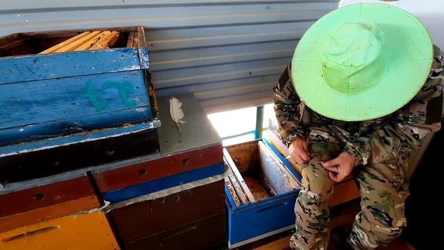 Клещ уничтожил пчел.последствия! смотреть онлайн