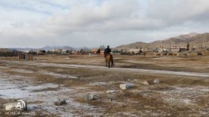 Обучение лошади Республика Алтай