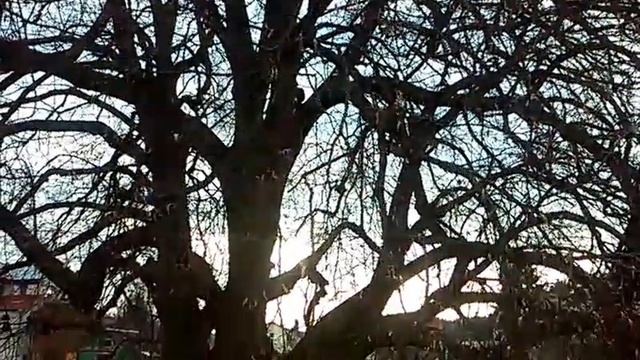 Tilia Cordata (Lampėdžiai) смотреть онлайн