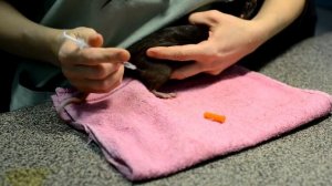 Внутримышечный укол крысе