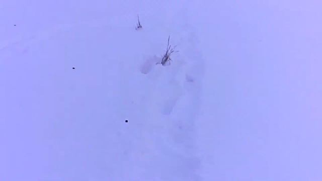 20 калибр и все сужения-0,25/0,5/0,75/1,0 смотреть онлайн