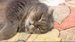 Храп кота. Snoring cat. Глубокий сон кота. Животные.