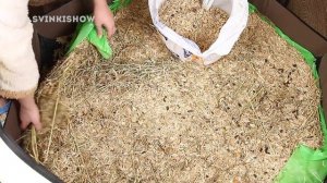 МУХИ В ОПИЛКАХ? Бррр... УБОРКА ВОЛЬЕРА У МОРСКИХ СВИНОК