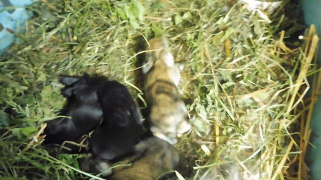 Крольчонок сосёт молоко 03.06.23 возраст 7 дней #декоративныекролики +7 921 595 08 48