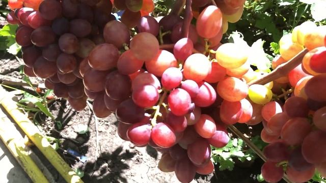 Виноград Дашуня Тел-098 115 04 16 Анатолій смотреть онлайн