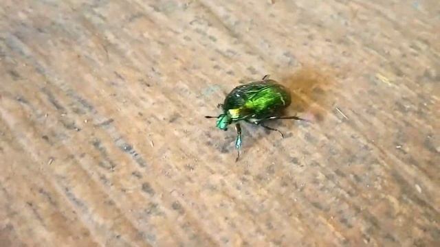 Красивый жук,или мама такая мама (Жук новозник) смотреть онлайн