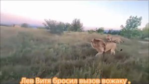 Тайган.В бой идут молодые львы !