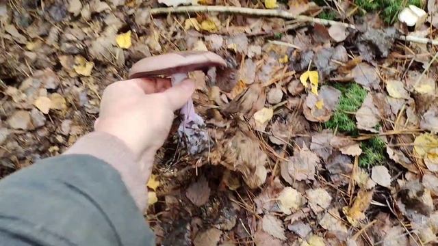 Пёс живёт в ёлке.Собираем рыжики и маслята.