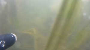 Подводная охота. Река Калаус. Октябрь 2016г.