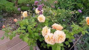 Розочка-первогодка Natalija Frayla, вторая волна цветения, 28.07.2020г.