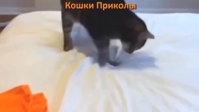Кошачий СТРАХ смотреть онлайн