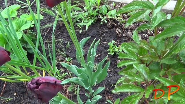 #Черный_тюльпан. Дачные Редкости: Серия 1. смотреть онлайн