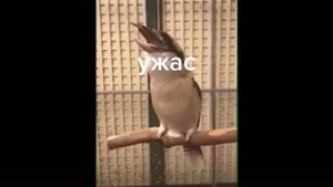 Услышиш эту птицу ночью на болоте обосрёшся