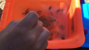 ВЛОГ Ловим крабов и играем с ними Видео Для Детей Игра с крабом Отдых на Море