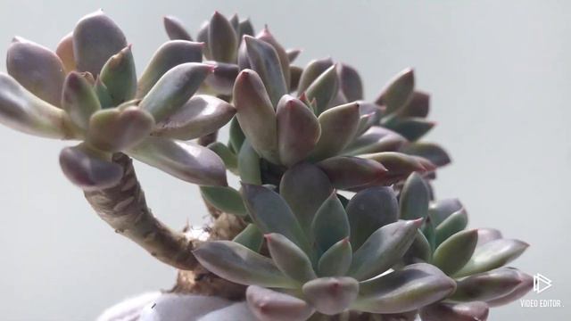 Graptopetalum Hermes смотреть онлайн