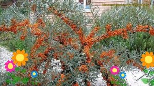 Облепиха крушиновидная Гном. Краткий обзор, описание характеристик нippophae rhamnoides Gnom