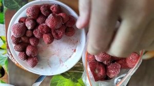 замораживаем клубнику правильно