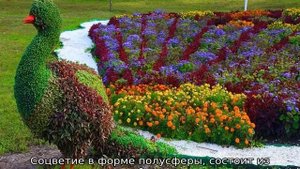 Многолетние цветы для Сибири