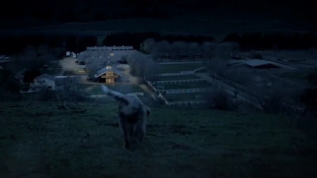 Музыка из рекламы Budweiser - Lost Dog (США) (2015) смотреть онлайн