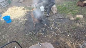 Как приготовить свинью