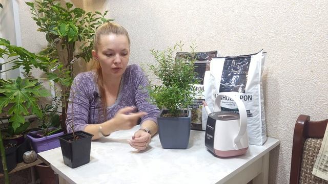 Растения на автополиве - личный опыт