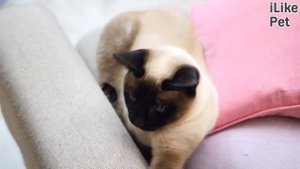 Во что можно поиграть с кошкой дома?