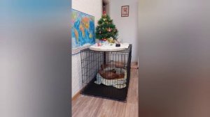 Домашняя передержка.  Венгерская выжла