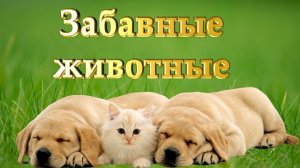 Хорошего настроения, моим друзьям! /Эти забавные милые животные