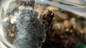 Паук-волк Alopecosa striatipes