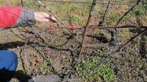 Как я укладывают побеги виноградной лозы на шпалеру после зимы 15.04.2022г.