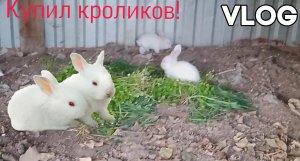 Купил кроликов🐇!