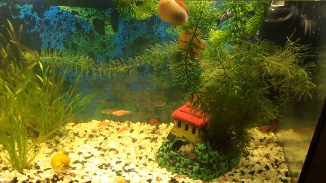 Сделали крышку с подсветкой для аквариума смотреть онлайн