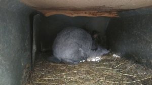 Кролики советское серебро.  Кролики тульское серебро.  Кролики полтавское серебро.