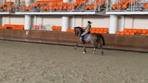 Елена Бушуева и Дэнсинг. Мерин 2013 г.р. Вестфальской породы.