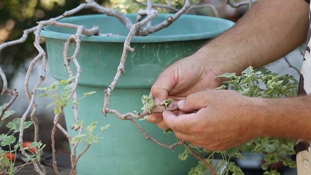 Bonsai Geranium смотреть онлайн