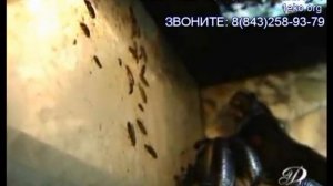 Как уничтожить клопов в квартире