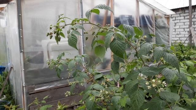Малина "Изобильная Казакова"/суперсорт/суперурожай/супермалина.