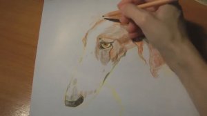 Русская псовая борзая