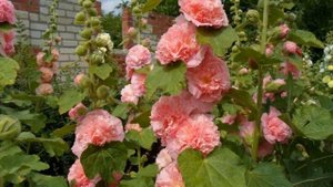 Роза и ее  сестра ШТОК-РОЗА. Для моих друзей. The best  music.