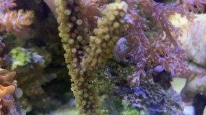 Новый коралл Горгонария plexaura flexuosa