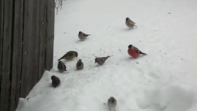 ВЛОГ.КОФЕ.ДАЧА.ЙОРКИ. смотреть онлайн