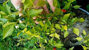 Перцы в горшках,выращивание. Урожай сладкий и острых перцев в начале лета